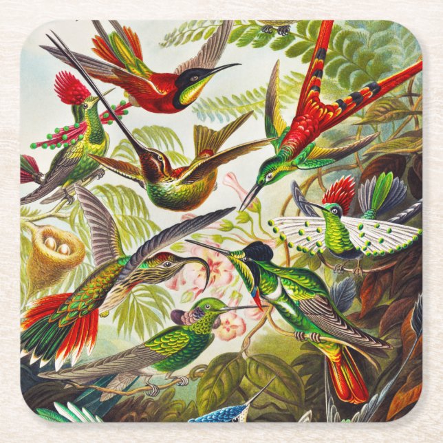 Posavasos Cuadrado De Papel Hummingbirds por Ernst Haeckel (Anverso)