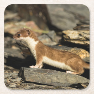 Posavasos Cuadrado De Papel Hunting Weasel