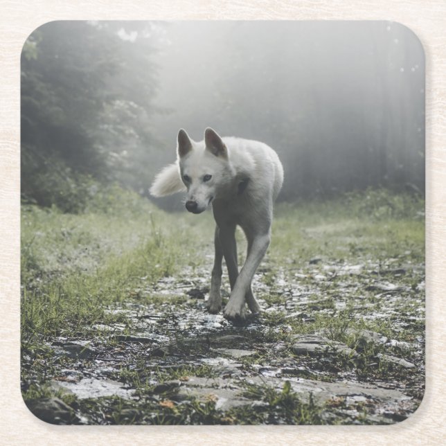 Posavasos Cuadrado De Papel Husky Siberiano Blanco (Anverso)