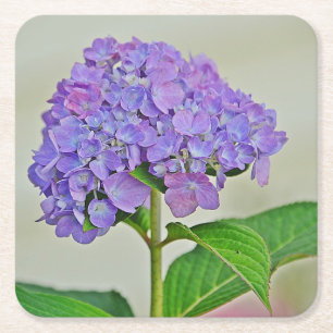 Posavasos Cuadrado De Papel Hydrangea Blossom Fiesta Coaster