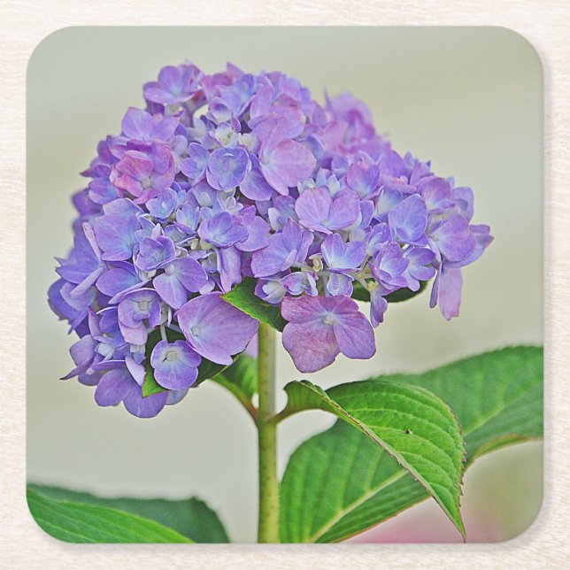 Posavasos Cuadrado De Papel Hydrangea Blossom Fiesta Coaster (Anverso)