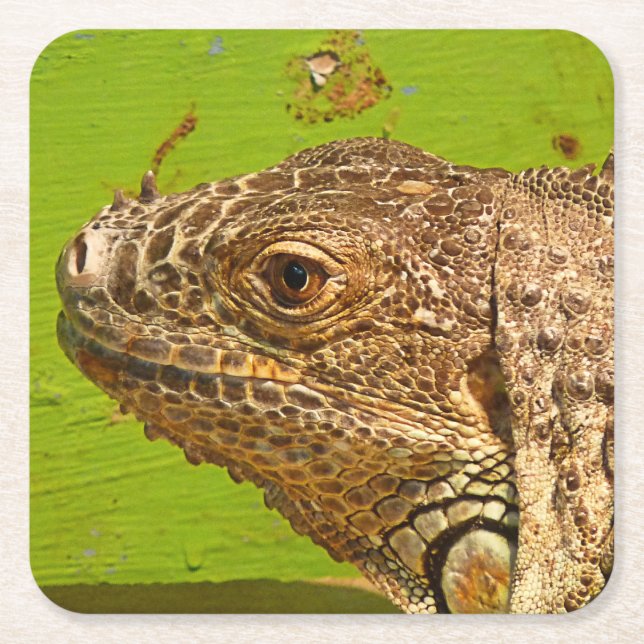POSAVASOS CUADRADO DE PAPEL IGUANA (Anverso)