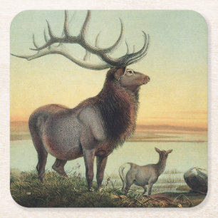 Posavasos Cuadrado De Papel Ilustración de libro antiguo de 1861 ciervo wapiti