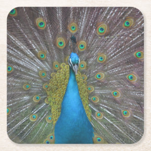 Posavasos Cuadrado De Papel Impresionante pavo real