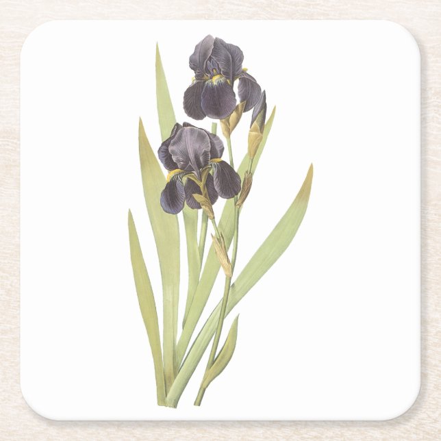 Posavasos Cuadrado De Papel iris barbudo (Iris germanica) de Redouté (Anverso)