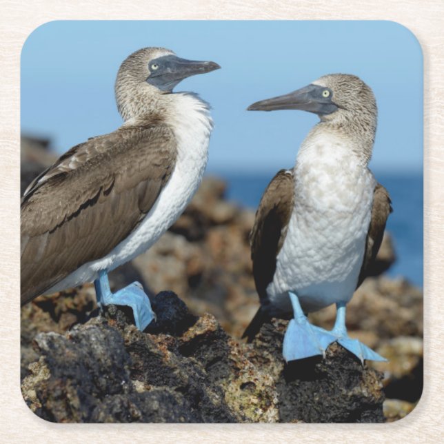 Posavasos Cuadrado De Papel Islas Galápagos, Isla Isabela (Anverso)