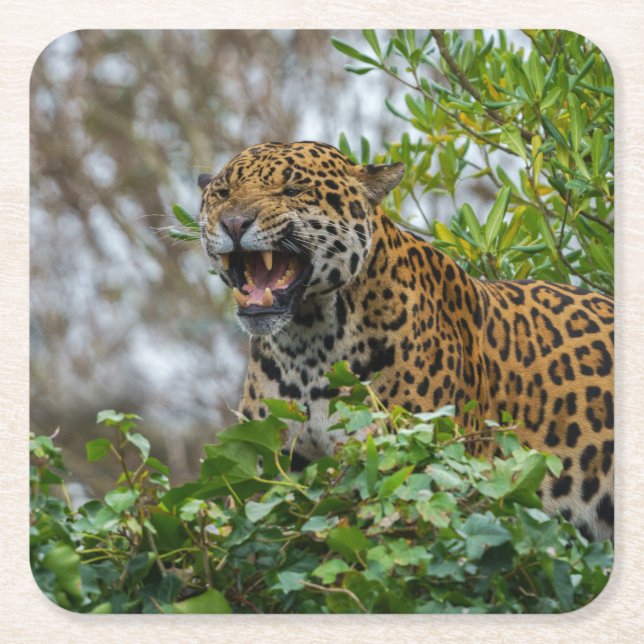Posavasos Cuadrado De Papel Jaguar Growl (Anverso)