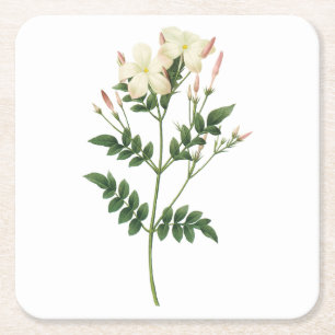 Posavasos Cuadrado De Papel jasmine(Jasminum grandiflorum) de Redouté