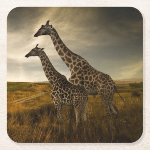 Posavasos Cuadrado De Papel Jirafas y el paisaje