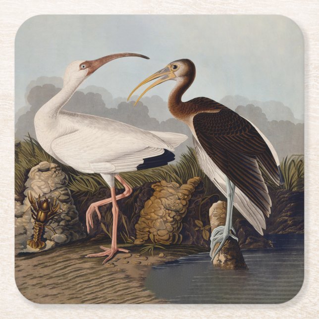 Posavasos Cuadrado De Papel John James Audubon White Ibis Bird Print Classic (Anverso)