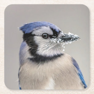 Posavasos Cuadrado De Papel Judía azul con nieve en su pico