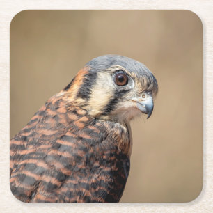 Posavasos Cuadrado De Papel Kestrel americano