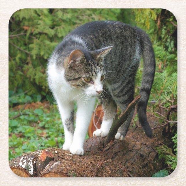 Posavasos Cuadrado De Papel Kitty - Cat - escayola para beber (Anverso)