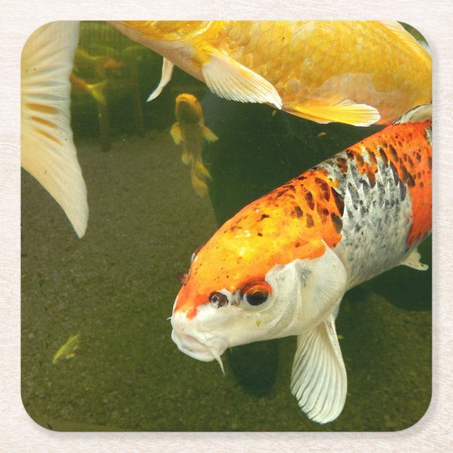 Posavasos Cuadrado De Papel Koi Carp Paper Coaster (Anverso)