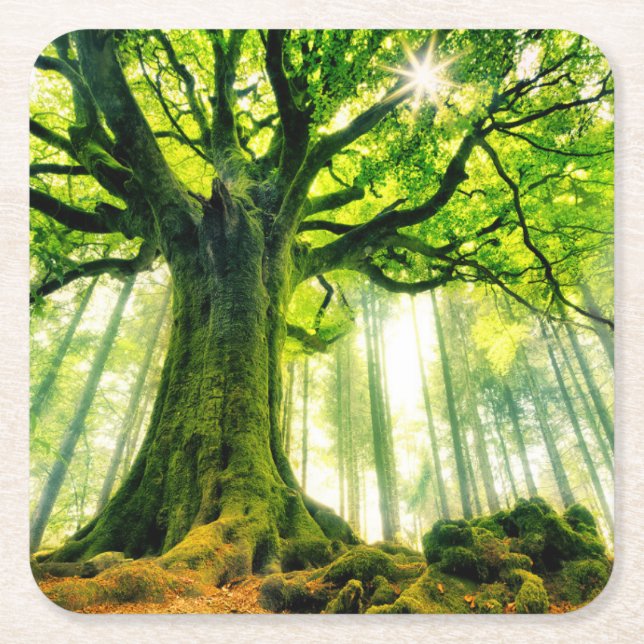 Posavasos Cuadrado De Papel La haya de Ponthus (Anverso)