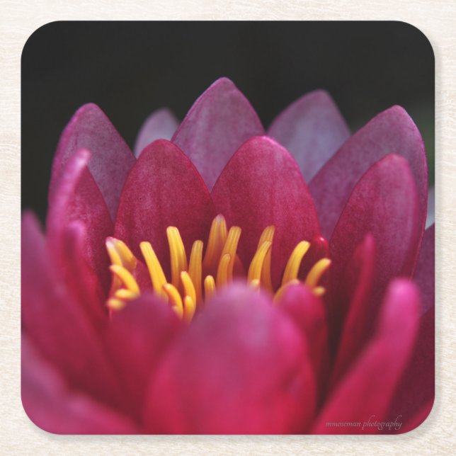 Posavasos Cuadrado De Papel La Lirio del Agua (Anverso)