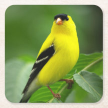 La montaña rusa de bebidas de Goldfinch