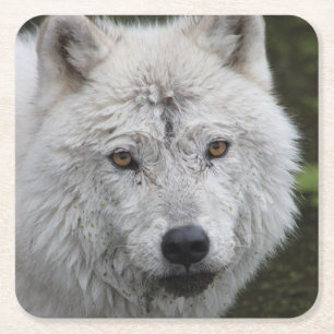 Posavasos Cuadrado De Papel La montaña rusa del lobo ártico