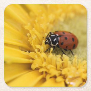 Posavasos Cuadrado De Papel Lady bug