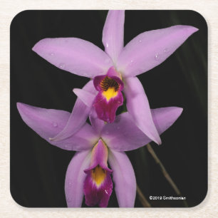 Posavasos Cuadrado De Papel Laelia Anceps