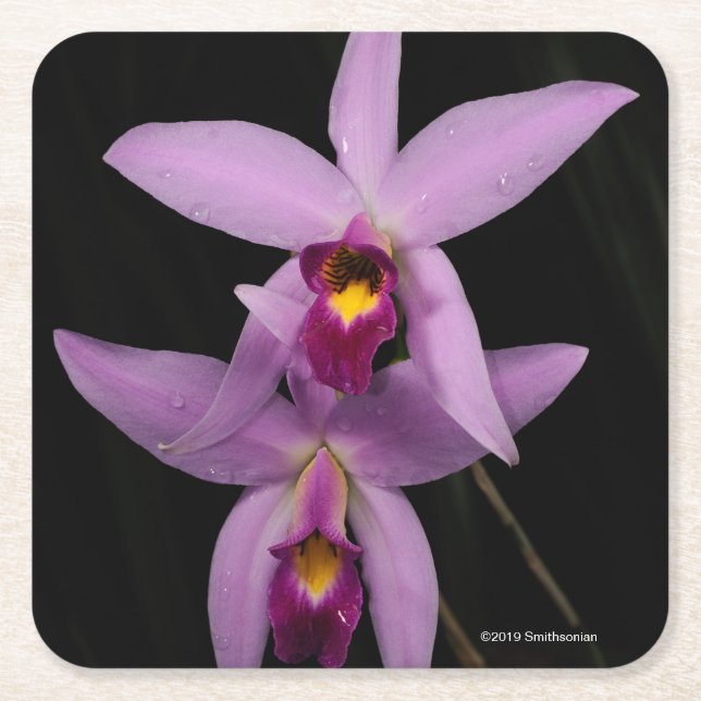 Posavasos Cuadrado De Papel Laelia Anceps (Anverso)