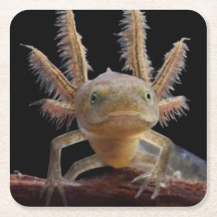 Posavasos Cuadrado De Papel Larve con cresta del newt