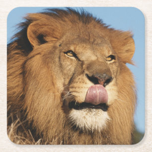 Posavasos Cuadrado De Papel León africano (Panthera Leo), sabana africana