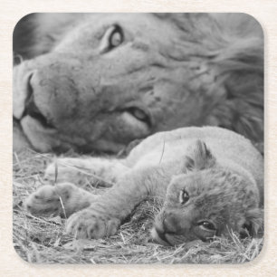 Posavasos Cuadrado De Papel León Cub lindo que descansa con el padre