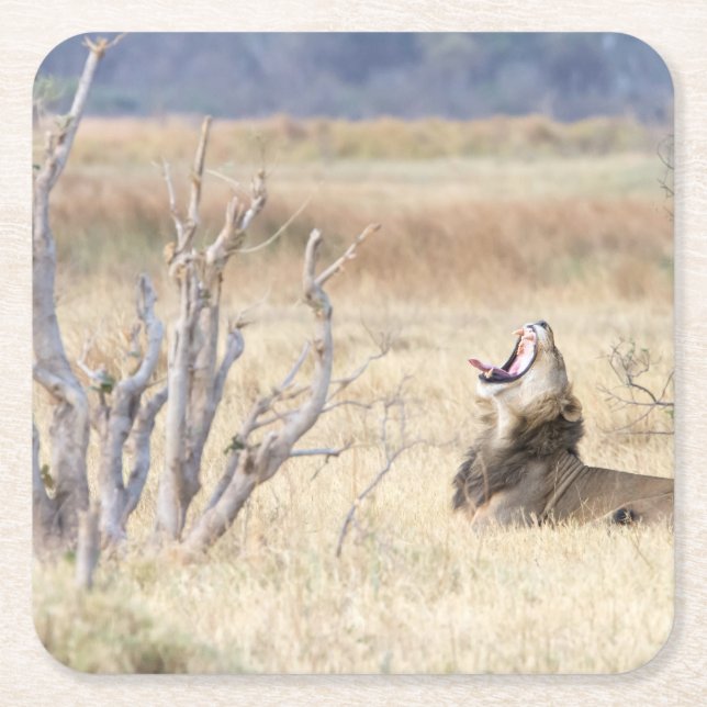 Posavasos Cuadrado De Papel León de Yawning (Anverso)