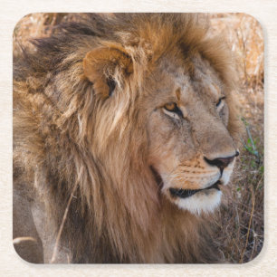 Posavasos Cuadrado De Papel León Reserva Nacional Maasai Mara, Kenia