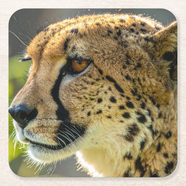 Posavasos Cuadrado De Papel leopardo (Anverso)