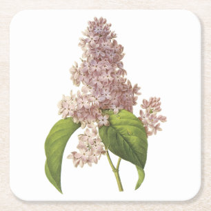 Posavasos Cuadrado De Papel lilac (Syringa sp.) de Redouté