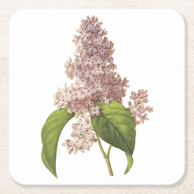 Posavasos Cuadrado De Papel lilac (Syringa sp.) de Redouté (Anverso)