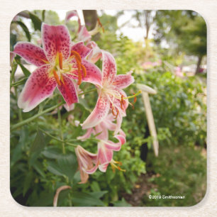 Posavasos Cuadrado De Papel Lillies rosado