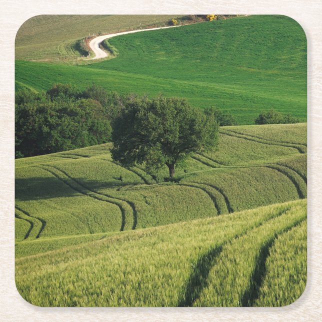 Posavasos Cuadrado De Papel Líneas Curvy en el práctico de costa verde de (Anverso)