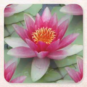 Posavasos Cuadrado De Papel Lirio de agua de Lotus rosa