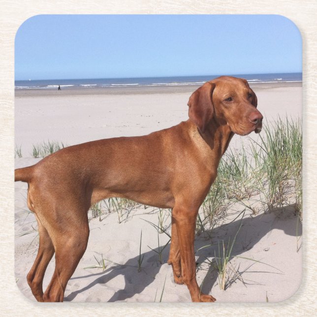 Posavasos Cuadrado De Papel lleno de vizsla (Anverso)