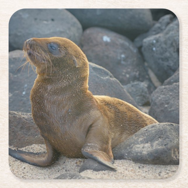 Posavasos Cuadrado De Papel Lobo Marino de Galápagos (Anverso)