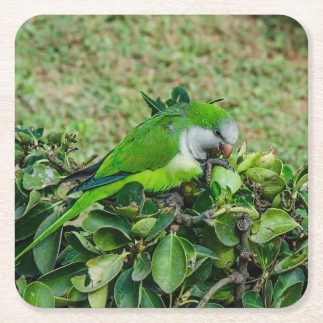 Posavasos Cuadrado De Papel Loro verde (Anverso)