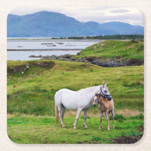 Posavasos Cuadrado De Papel Los caballos de Connemara el   Galway, Irlanda