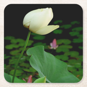 Posavasos Cuadrado De Papel Lotus Water Lily