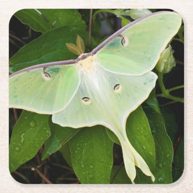 Posavasos Cuadrado De Papel Luna Moth en Carnaby Clematis (Anverso)