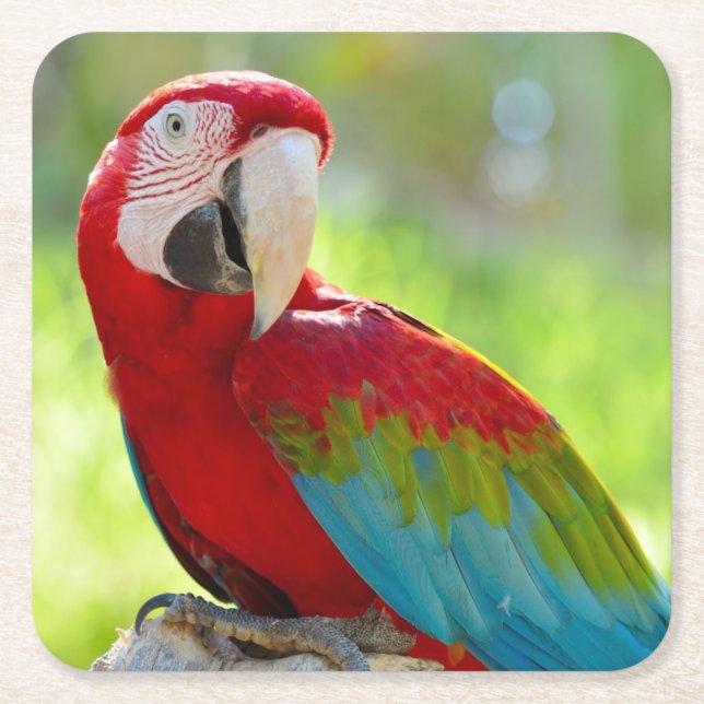 Posavasos Cuadrado De Papel Macaw que se sienta en rama (Anverso)