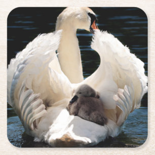 Posavasos Cuadrado De Papel Madre Cisne con ciñecas (cisnes)