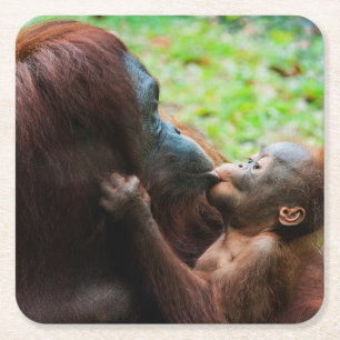 Posavasos Cuadrado De Papel Madre orangután con bebé