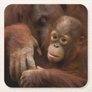 Posavasos Cuadrado De Papel Madre y bebé de Orangutan en el zoológico