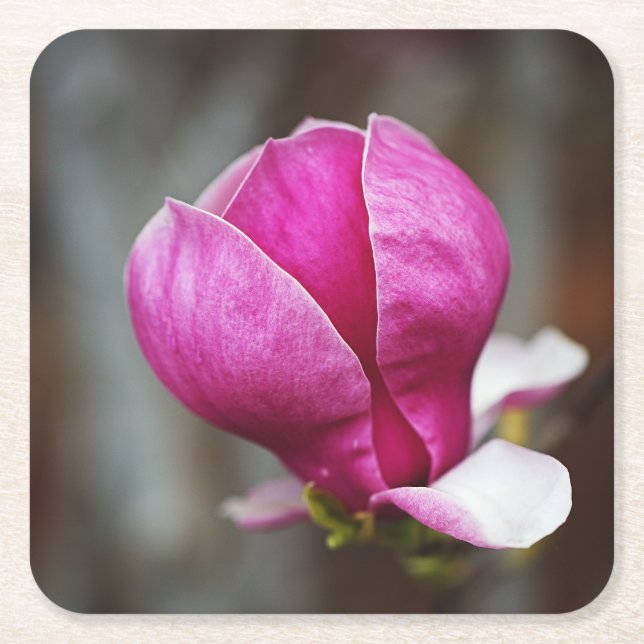 Posavasos Cuadrado De Papel Magnolia Pink Full Bloom (Anverso)