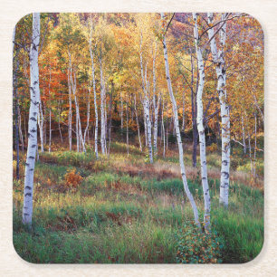 Posavasos Cuadrado De Papel Maine, Parque Nacional Acadia, Otoño