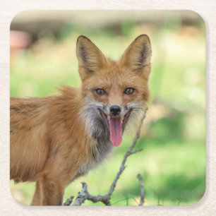 Posavasos Cuadrado De Papel Mama Fox en el Valle de Hudson