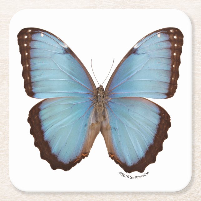 Posavasos Cuadrado De Papel Mariposa azul de Morpho (Anverso)